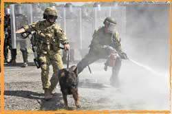 TLBG5 Military Working Dog